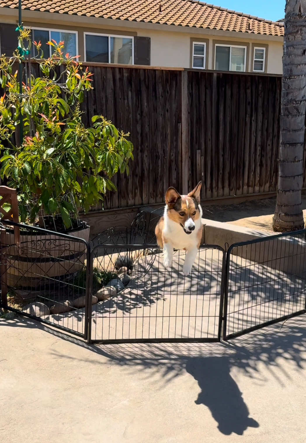 Goldie’s antics of the day  #dogjumping #PetsOfTikTok #petchallenge #funnydog #doglife #cutedogs #doglovers #corgisoftiktok #corgis #dogsoftiktok #corgilife #corgilove #corgifamily #doglifestyle #corgijump #creatorsearchinsights 