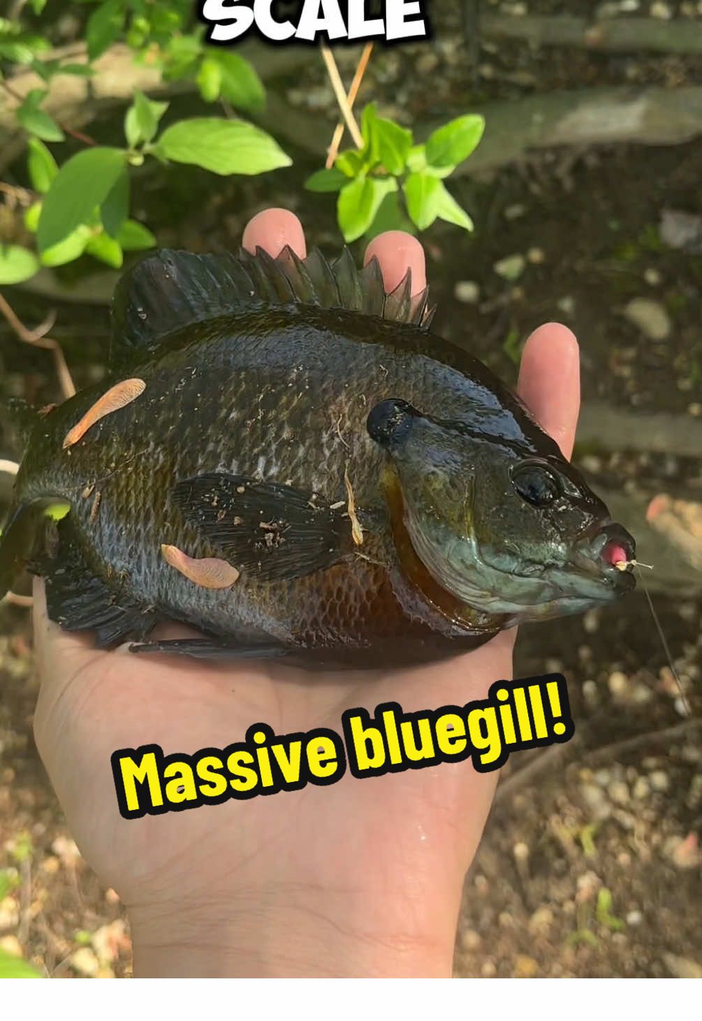 Whats the biggest fish you think I will catch with this lure?? #microfishing #fishing #fish #freshwater #lure 