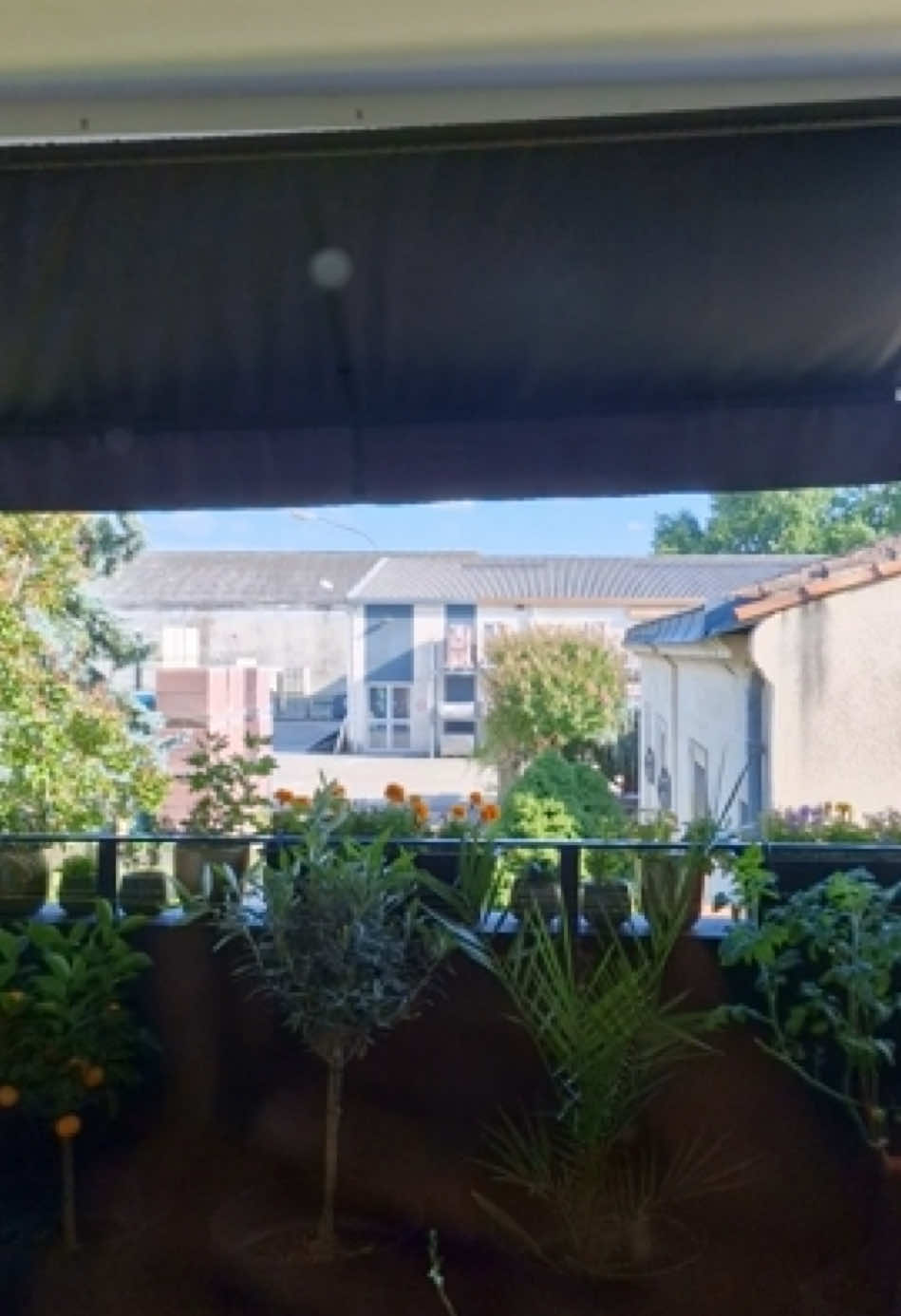 🌿 Schutz für deine Pflanzen, Ruhe für dich. Mit unserem anthrazitfarbenen Sonnenschirm sorgst du nicht nur für angenehmen Schatten, sondern auch für das Wohl deiner Pflanzen. Der hochwertige UV-Schutz schützt nicht nur dich vor der Sonne, sondern bewahrt auch deine grünen Lieblinge vor der sengenden Hitze. Genieße den Sommer im Garten, während deine Pflanzen unter dem windfesten, stabilen Schirm geschützt gedeihen und du dich in einem kühlen, schattigen Rückzugsort entspannst. #Pflanzenschutz #summersale #springsale#homedemo#HomedemoGarten#sunshades#sunprotection