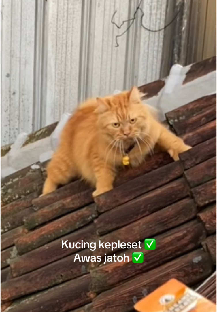 Seumur umur baru liat kucing kepleset #fyppppppppppppppppppppppp #fypシ゚ #cats #catsvideos #catsoftiktok #kucinglucu #kucing #CapCut 
