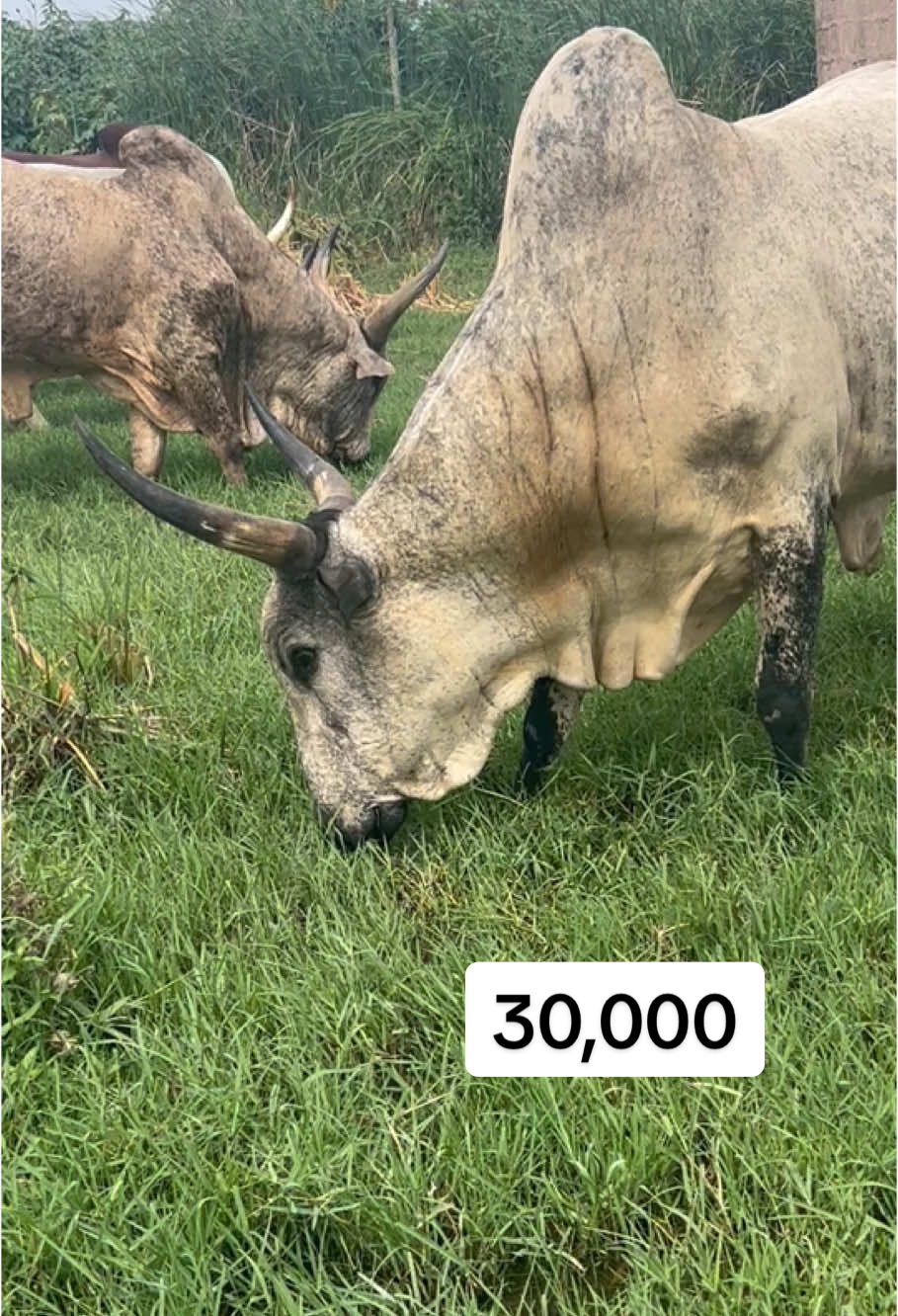 Dm #cowsoftiktok #fypシ゚ #salahcows 