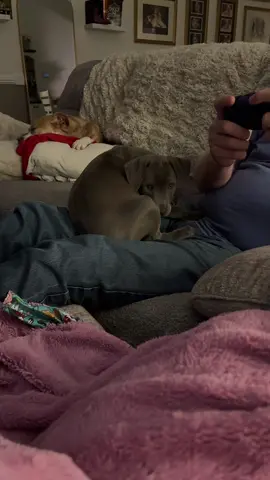 Someone is still figuring what different sounds mean. 