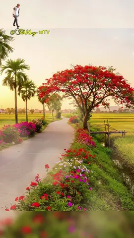 Ảnh đường làng Miền Trung#xuhuong#cảnhđẹpthiênnhiên#phượng đỏ đầy đường.