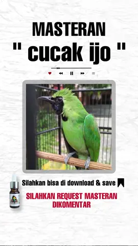 masteran ijo #masteranmuraibatu #masteran #masterancendet #cucakijo #masterankonin