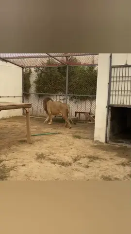 lion and lion meeting😁😁😁 #for #yourpage #nature #enjoylife #foryoupage❤️❤️ #tranding #foruoupage #vediio_viral_tiktok #for #you 