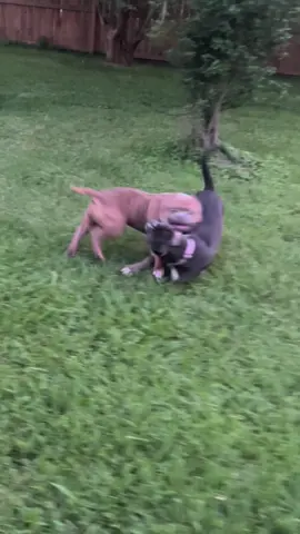 American Bully XL