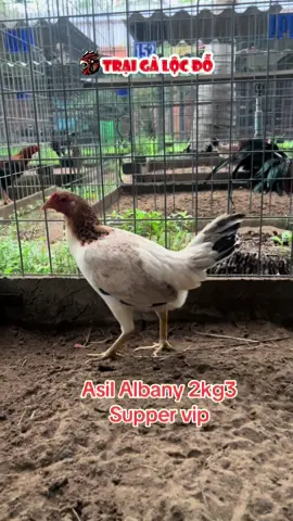 🐓🐓🐓#xuhuongtiktok #67angiang #chợmới #thucung 
