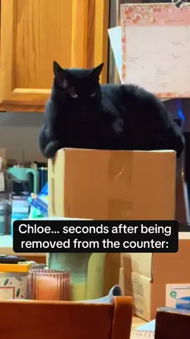 Back like we never left 🙄 #cat #cats #catlover #catsoftiktok #fyp #foryoupage #catslovers #cattok #petlover #PetsOfTikTok #pets #catvideo #catvideos 
