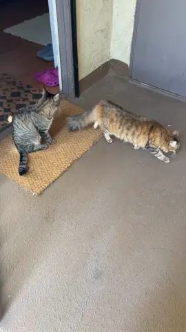 Exploring! Love you bye! 😘 #catfuencer #catsoftiktok #catlover #catrescue #Siblings #catlovers 