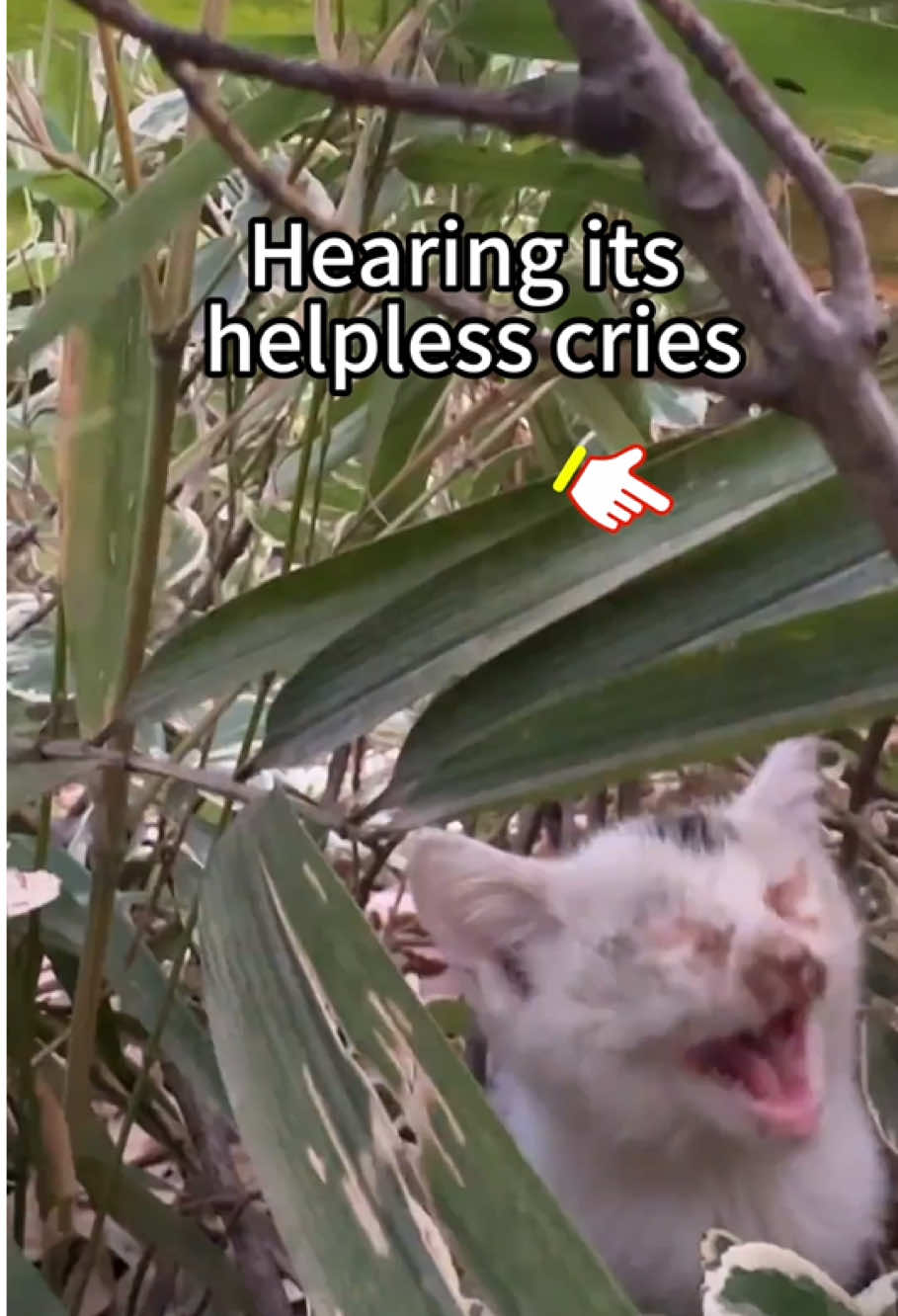 💔helpless cries...#cat #catsoftiktok #kitty #kitten #catlover #petstory #straycat #poorcat #fy #fory #kittensoftiktok #cattok #cats #kittentok #kittycatsoftiktok 
