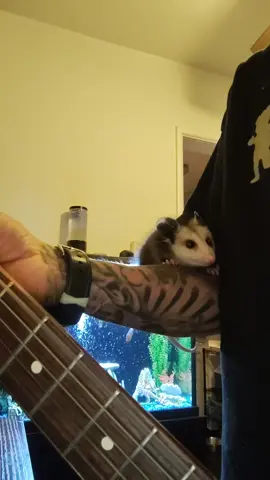 Baby Todd putting up with some sloppy possum kingdom #possumkingdom #possumcore #possumcore #babypossum #guitar #animalsoftiktok 