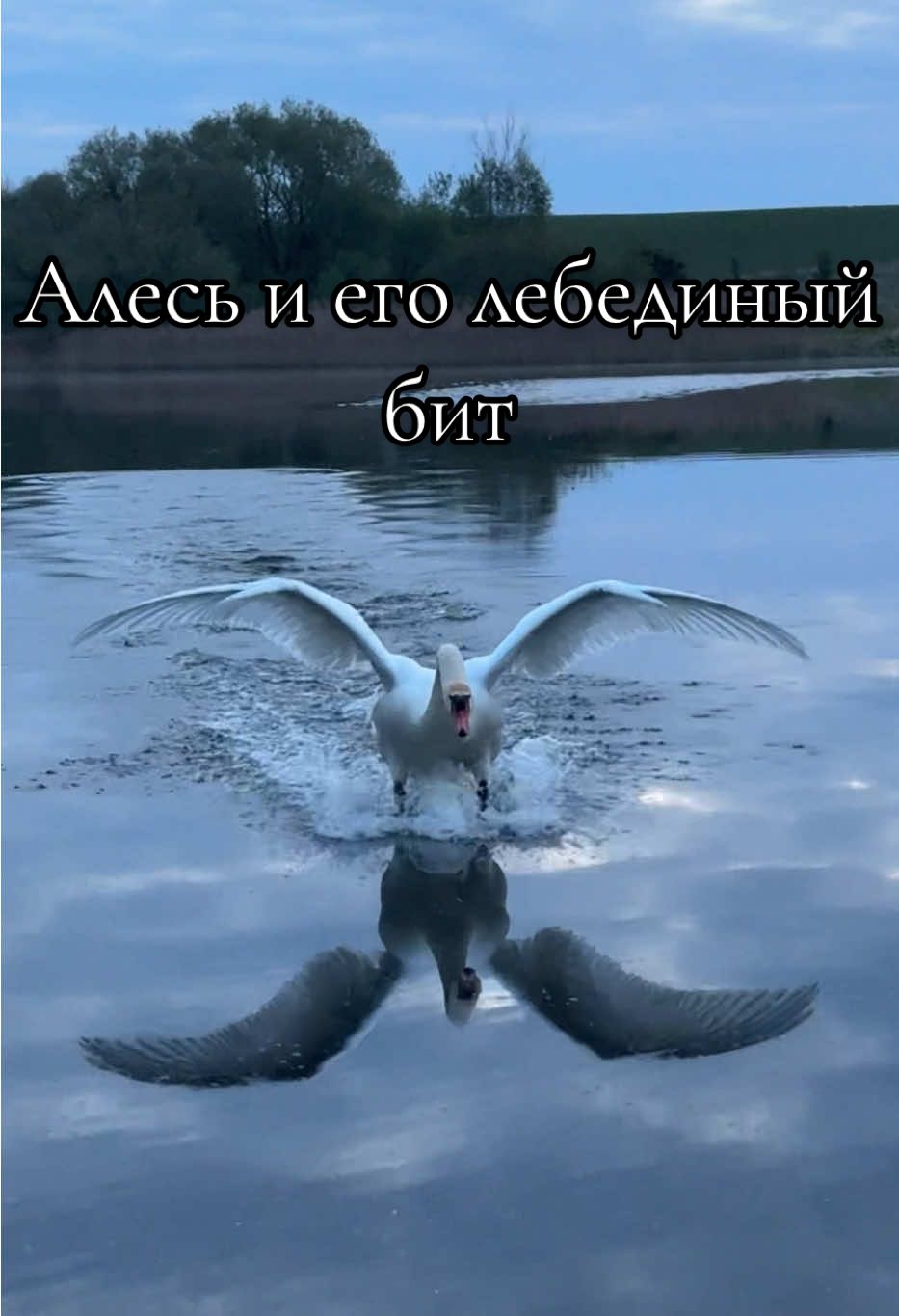 На рассвете, лебедь Алесь порадовал своим фирменным битом, а отражения в воде были просто волшебные.  #лебедь #swan #весна #полёт #утро #springtime #нарассвете #полёт #алесь #отражение 