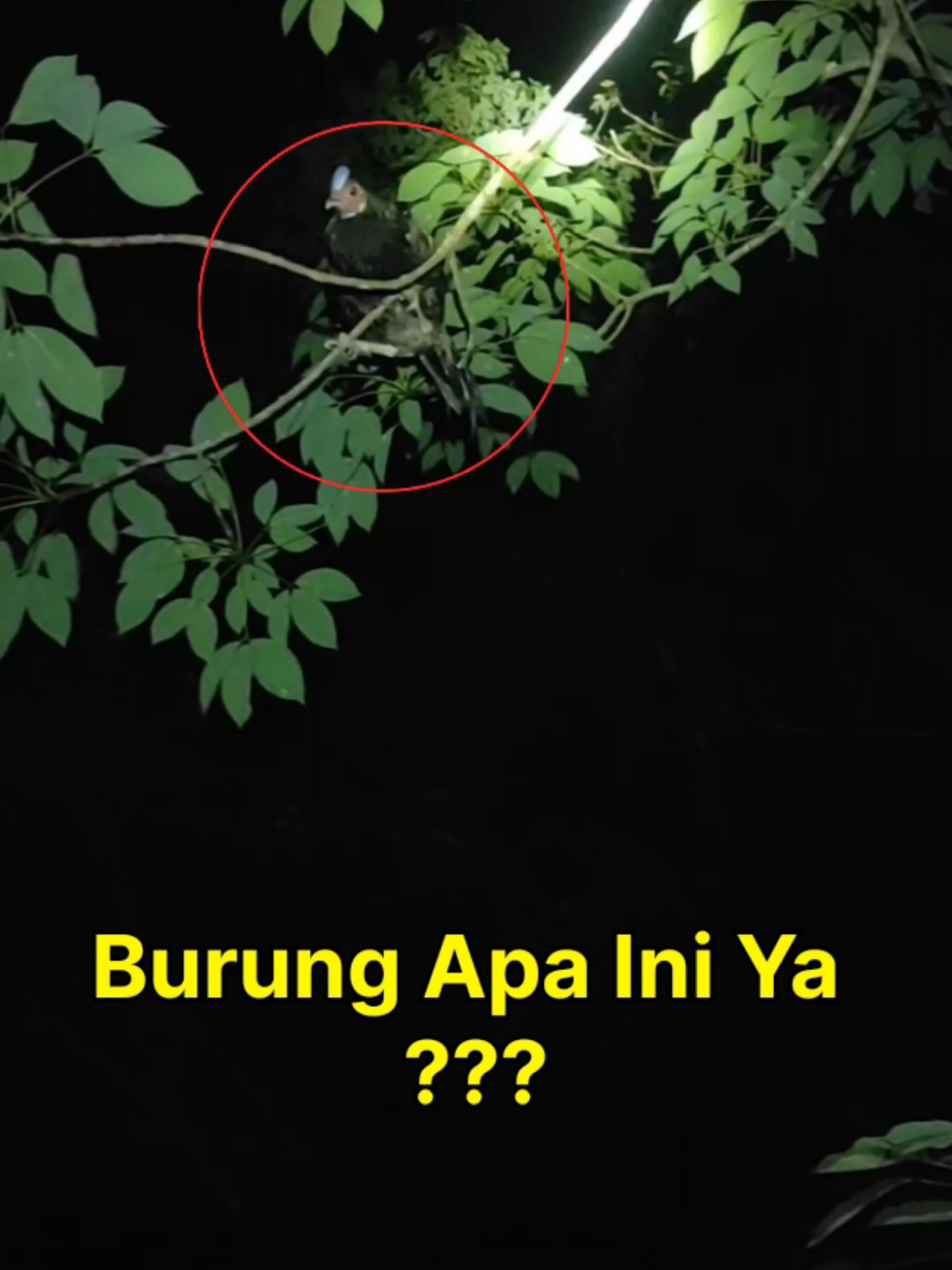 Ngobor Burung di Malam Hari Malah Ketemu Burung Aneh🤔 #shorts #fyp #mbolang #ngoborburung #ayamhutan 