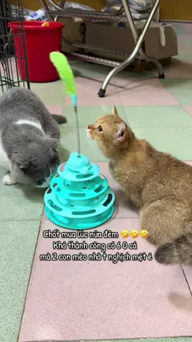 #kempet177ngogiatu #petshop #mèodễthương #dochoichomeo #dochoichomeogiamstress 