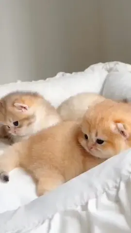 Three cuties😊.#kitten #cats #cute #pets 