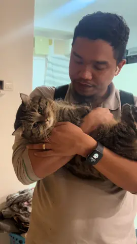 Sorry we haven’t posted  in a while. Simba hasn’t been feeling well and has been under the weather for quite some time. Doakan Simba cepat sihat 😢😿 luluh hati mommy daddy tgk Simba sakit #munchkincat #kucing #catsoftiktok 