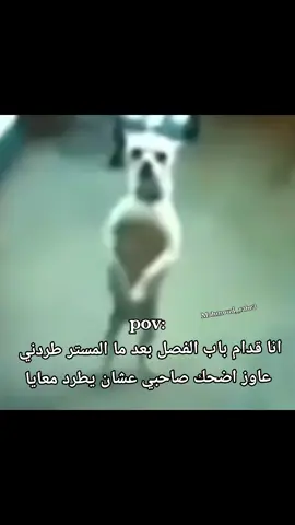 بحبك ياخي  .  . . #صاحبي #المستر #دماغي_تعباني #اتجننت_دماغي_تعباني #مبضون #foryoupage #foryou #explore #fyppppppppppppppppppppppp 