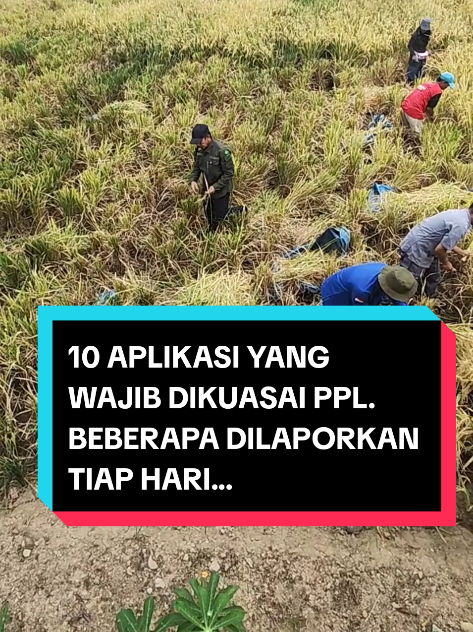 MENYALA OTAK PPL!  Ppl sekarang tidak lagi bisa santai2. Banyak sekali yang jadi pikiran PPL setiap hari. Macam-macam laporan mesti dikerjakan, belum lagi absensi di hp mesti dijalankan. Belum lagi petani di lapangan mesti dikumjungi. selain 10 ini masih ada tambahan lagi? #PPL #KEMENTAN #penyuluhpertanian 