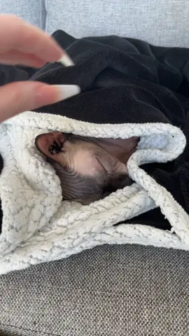 Sleepy 😴.                            #sphynx #sphynxcat #sphynxoftiktok #catvideo #katt #nalathebambino #bambinosphynx 