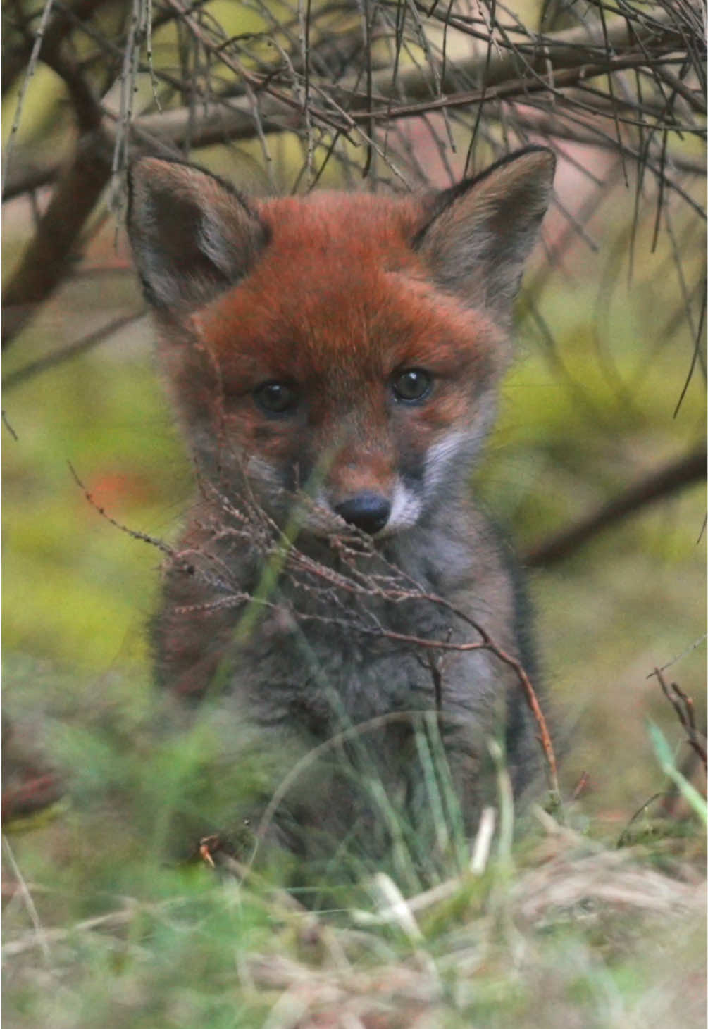A sweet little fox cub 🦊 #fyp #nature #wildlifephotography #fox #cuteanimals 