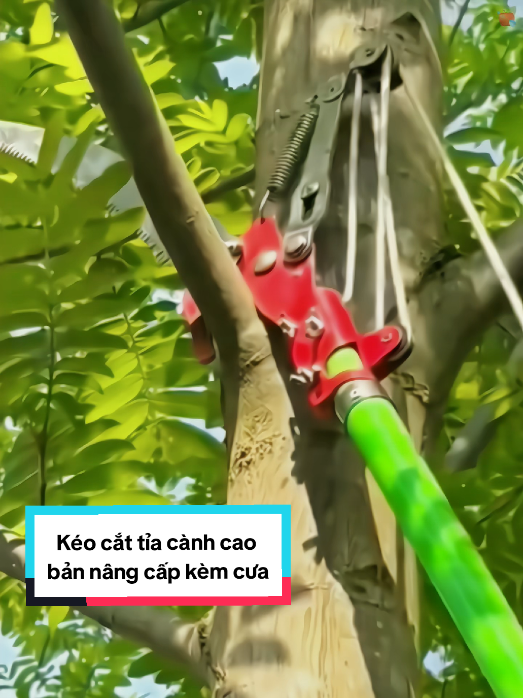 Kéo hái hoa quả, kéo cắt cành cây trên cao, mẫu nâng cấp có kèm cưa kéo cắt tỉa cành cây trên cao, bác nào cần thì mua về dùng nha, cách cắt tỉa cành thao tác đơn giản lắm các bác nhe #keocatcanhcaytrencao #keohaihoaqua #keocatcanhcay #keocatcanhcaycao #xh #keocattiacanhcay #keo #xuhuong