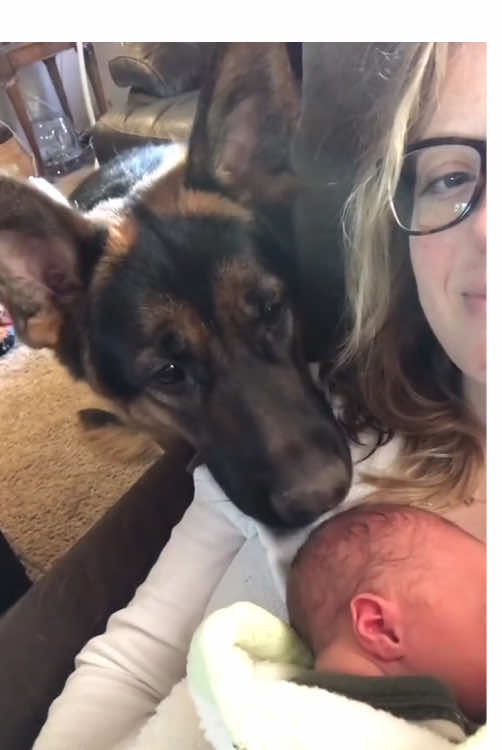 Dog see baby for the first time ❤️#dog #Love #baby #pet #lovestory #dogsoftiktok #foryou #usa🇺🇸 