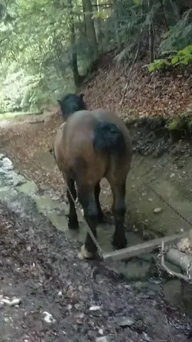 #caidepădure🌲🐴🌲 #amadeus 