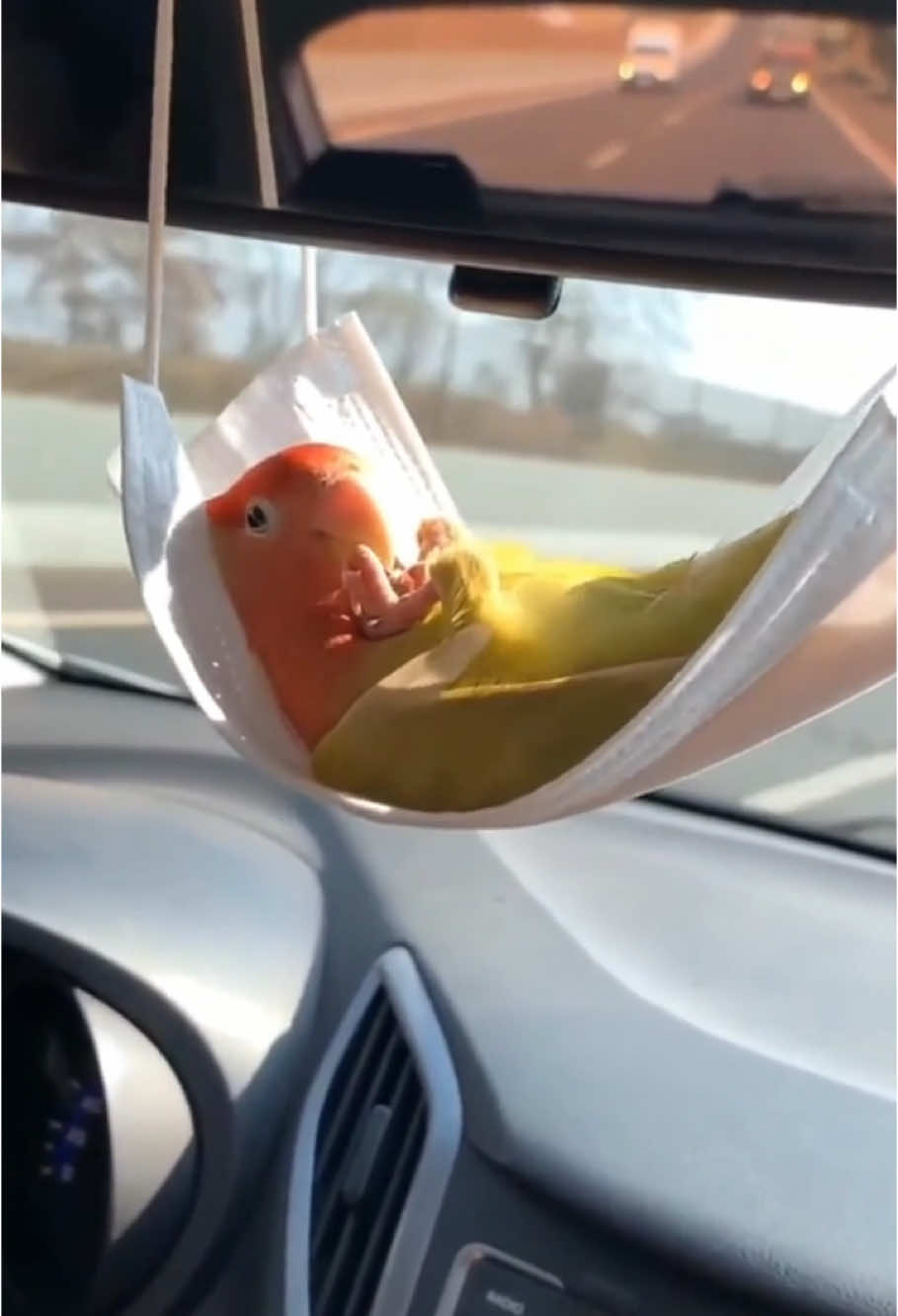 Smart parrots can do anything#funny #Parrot#Smart Parrot#funny Parrot#happy #cute Parrot#happy Parrot#funny tiktok #like #parrot talking#animals #funny animals 