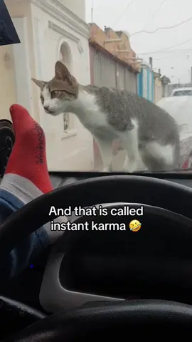 Attacked by a furry cat again 🤣🤣#funnyvideos #cat #kitten #fyp #pet #funnycat #catoftiktok #catlover #funny #tiktok #cute #catsoftiktok 