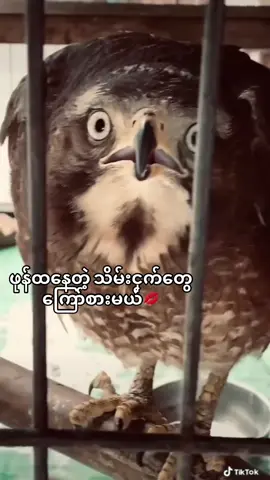 #fypシ゚vira #🇲🇲 #07 #eagle #fypmyanmar #09 #crd 
