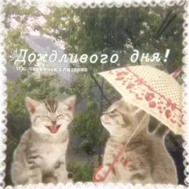 зонтик в виде клубничко  #дождь #кошко #добро #открытка #открыткв #майнкрафтпротивбравлстарс #китайскийсупчик #наш 