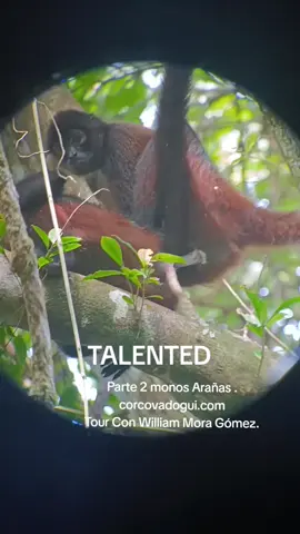 monkeys to have feelings 🤣🤣🤣🤣 #Relatable #viralvideos #ghanatiktok🇬🇭 #nigeriantiktok🇳🇬🇳🇬 #fyp #creatorsearchinsights #trending #tiktoklive 