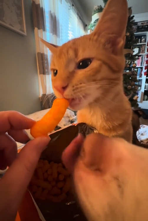 The dog is eager for food#funny #funnyvideo #dog #funnydog #fpy 