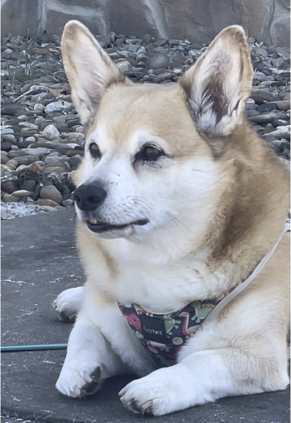 #petloss #grief #corgi