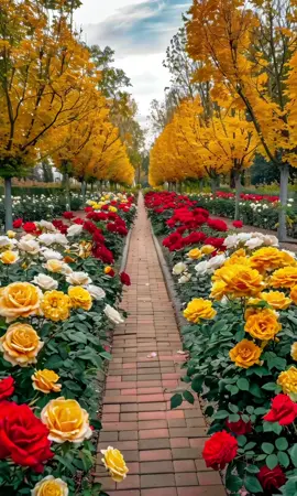 A golden path through a rainbow of roses 🌹🍁✨ Where every step feels like poetry. #AutumnMagic#GoldenLeaves#RoseGarden#FlowerWalk#GardenVibes#ColorfulNature#DreamyPath#NaturePerfection#AestheticView#FallBliss#WanderBloom#SereneScenes#FloralEscape#PeacefulPlaces#NaturePalette🌹🍂🌼 