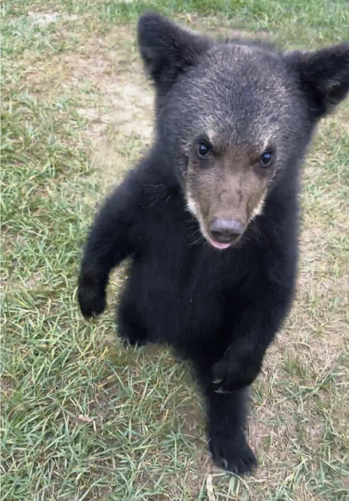 Baby bear attack 😂
