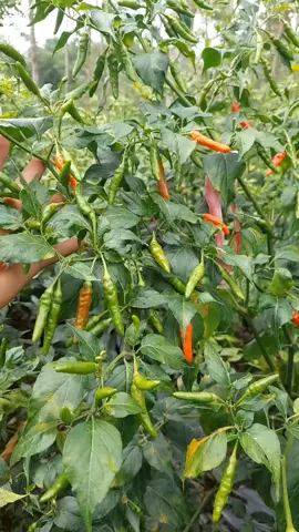 pesona rawit hijau lokal kerinci #jambi #kerinci #cabe #cmk #rawit