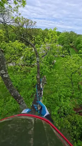 #treework  🌲🌳🤙🏼