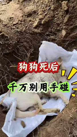 狗狗死后千万别用手碰#养狗经验分享 #小狗的愛是永遠的 #狗是人类最忠诚的朋友 #狗狗的日常 #狗狗的反應😂 #养狗的乐趣 #养狗人需谨慎 #小狗狗 #宠物 #狗狗 #养狗人都要经历的事 #狗