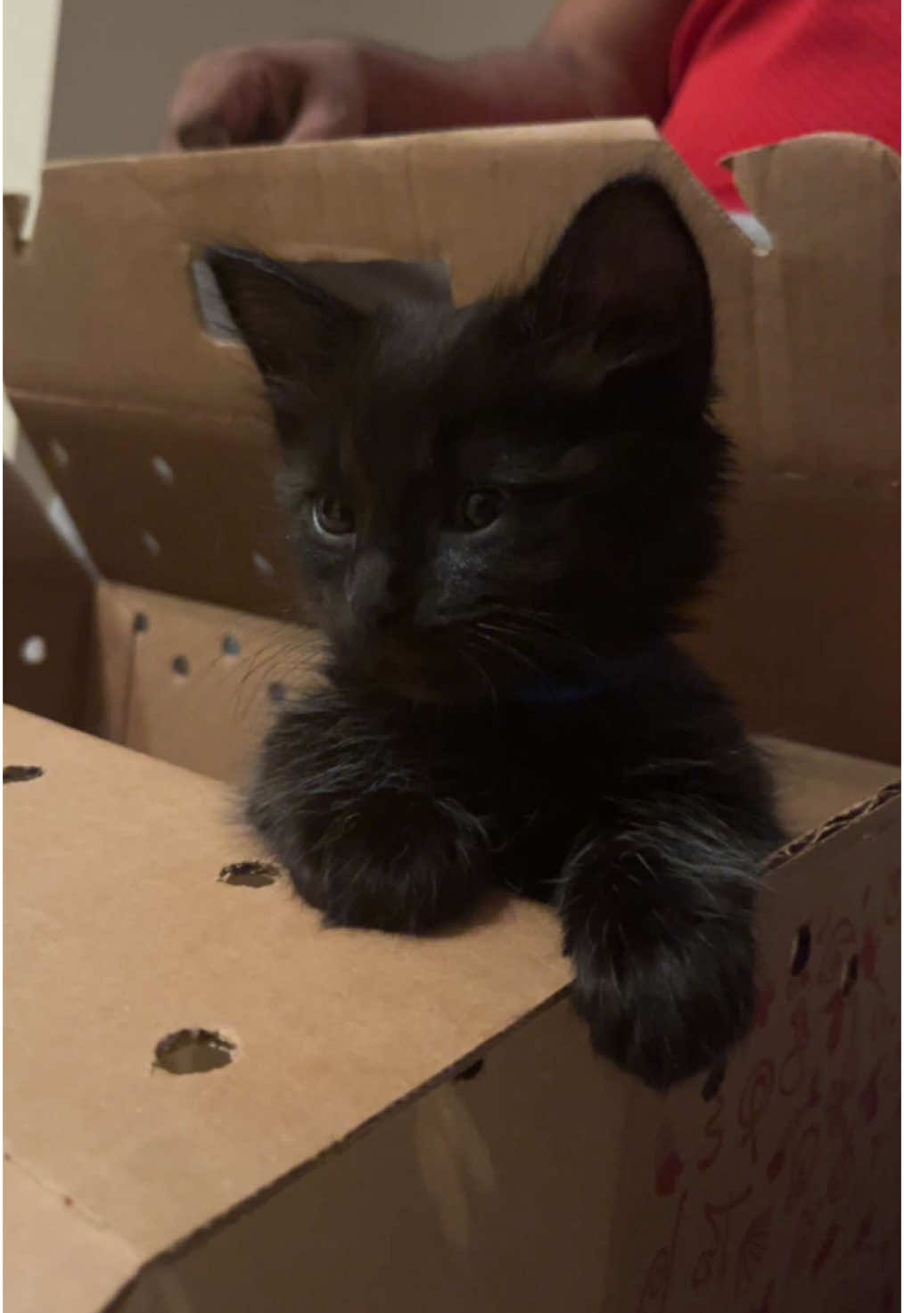 When Gizmo and Yoshi met their younger brother!!!! Name coming soon lol #fyp #cat #kitten #unboxing #tiktok any suggestions on a name leave in the comments 