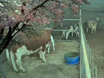 #animals #animal #typ #omg #fypviralシ 