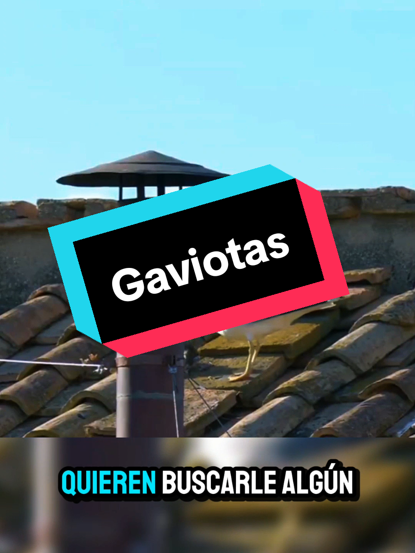 Las Gaviotas del Vaticano  #biologiadesdecero #biologia #gaviotas #vaticano #aves #alimentacion 