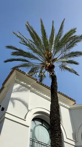 🌿 Immerse yourself in the nature that surrounds our resort 🌿 Between big hills, aromatic gardens and endless views, 🌅🌳 Here nature is not only the scenery, it is the protagonist! 🌼🦜 🌞 Walk among thousand-year-old cork oaks 🍃 Breathe the essence of the Mediterranean 🌸 Let time stand still as you connect with the natural Ready to discover this paradise? 🌍🌟 #NaturalezaSO #Relax #Andalucía #Sotogrande #TheRevolutionizedCortijo