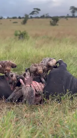 vulture feeding #vultures #animals 
