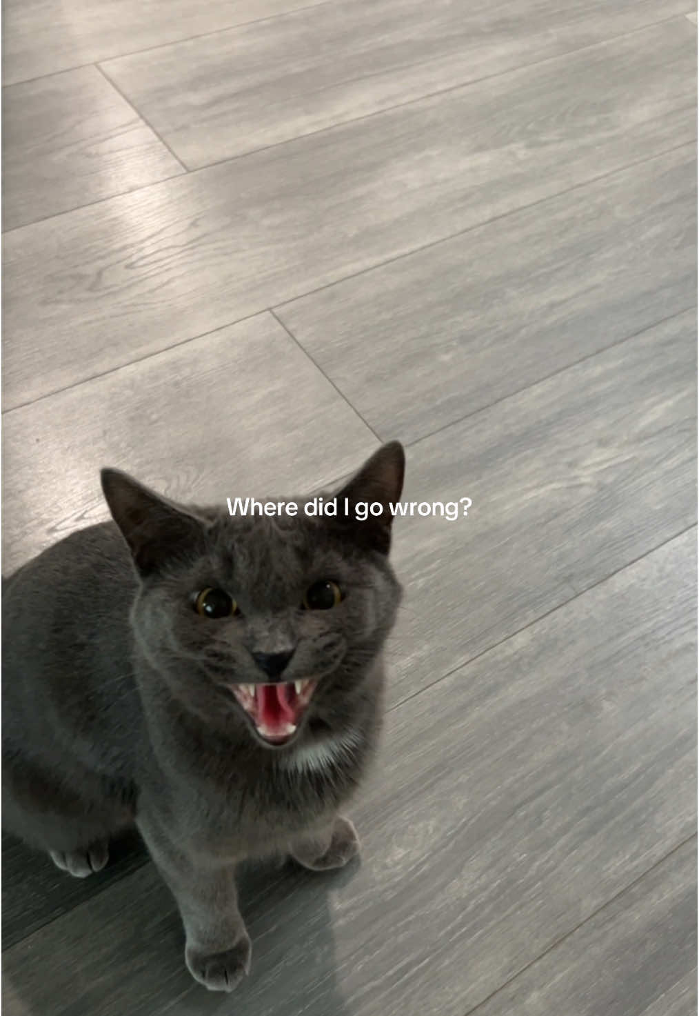 Did I give her a bad trip? #cat #catsoftiktok #catnip #angrycat 