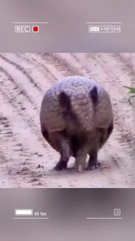 The creature possessing a carapace tougher than steel. #wildanimals #animals #foryou 