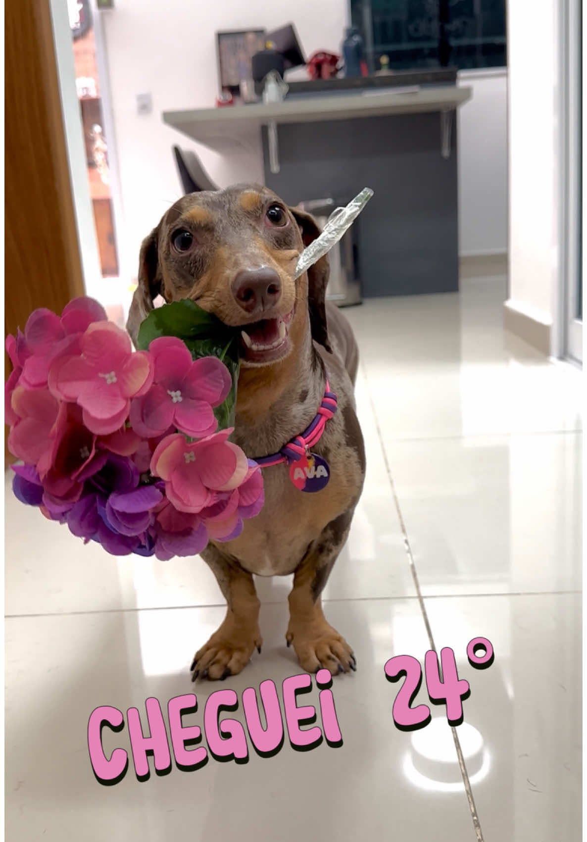 Cheguei mamães… Feliz dia ✨🤍 #daschshund #cheguei #meme #viral 
