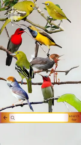 suara pikat burung kecil paling ampuh #kicauanburung #burungkicau #masteranburung #kicaumania #sogon #pleci #konin #fyp #viral 
