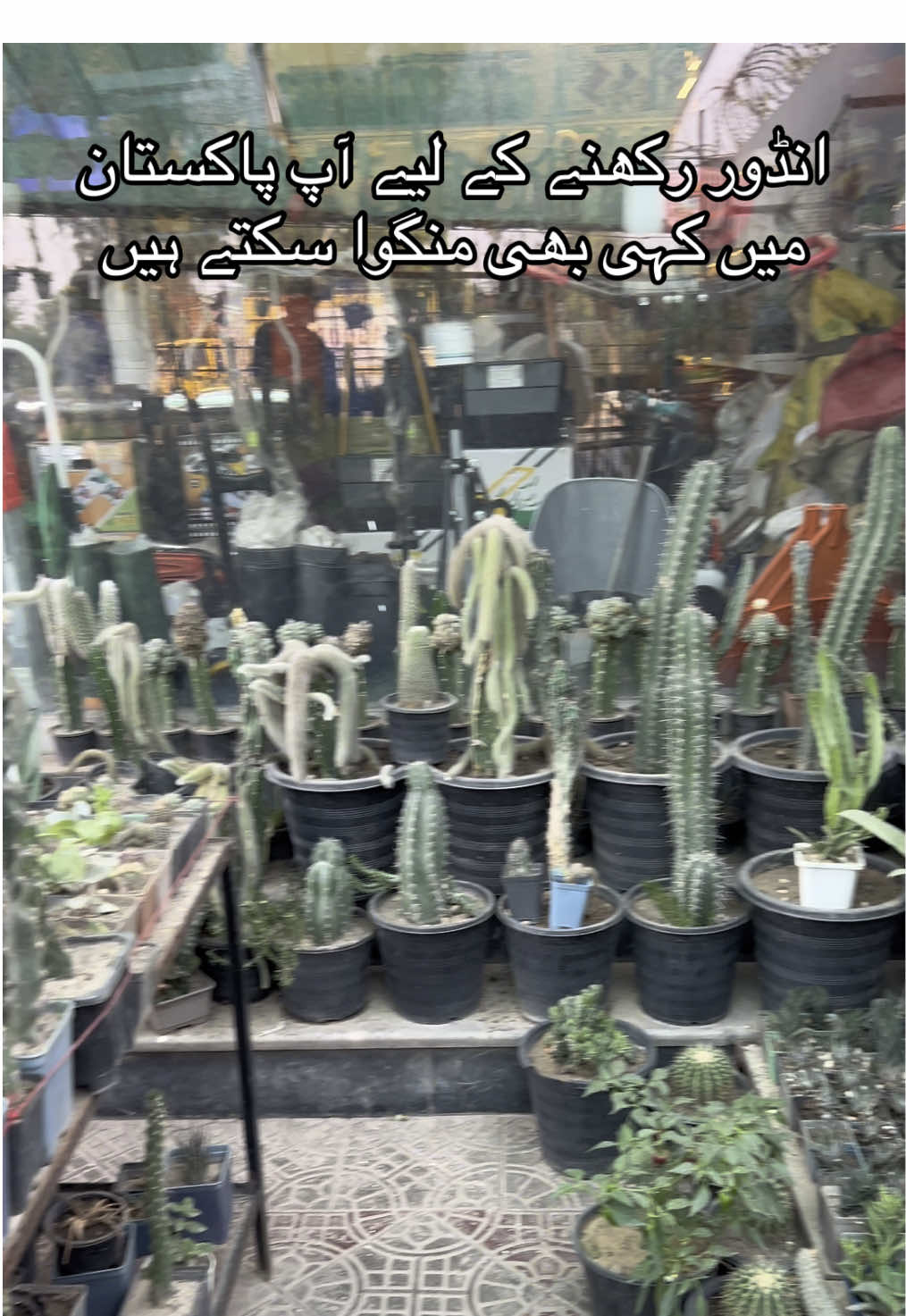 #onlineplants #gardening #fyp #viral #growmyaccount #gardenplants #indorplants #unfrezzmyaccount @TiktokPakistanOfficial 