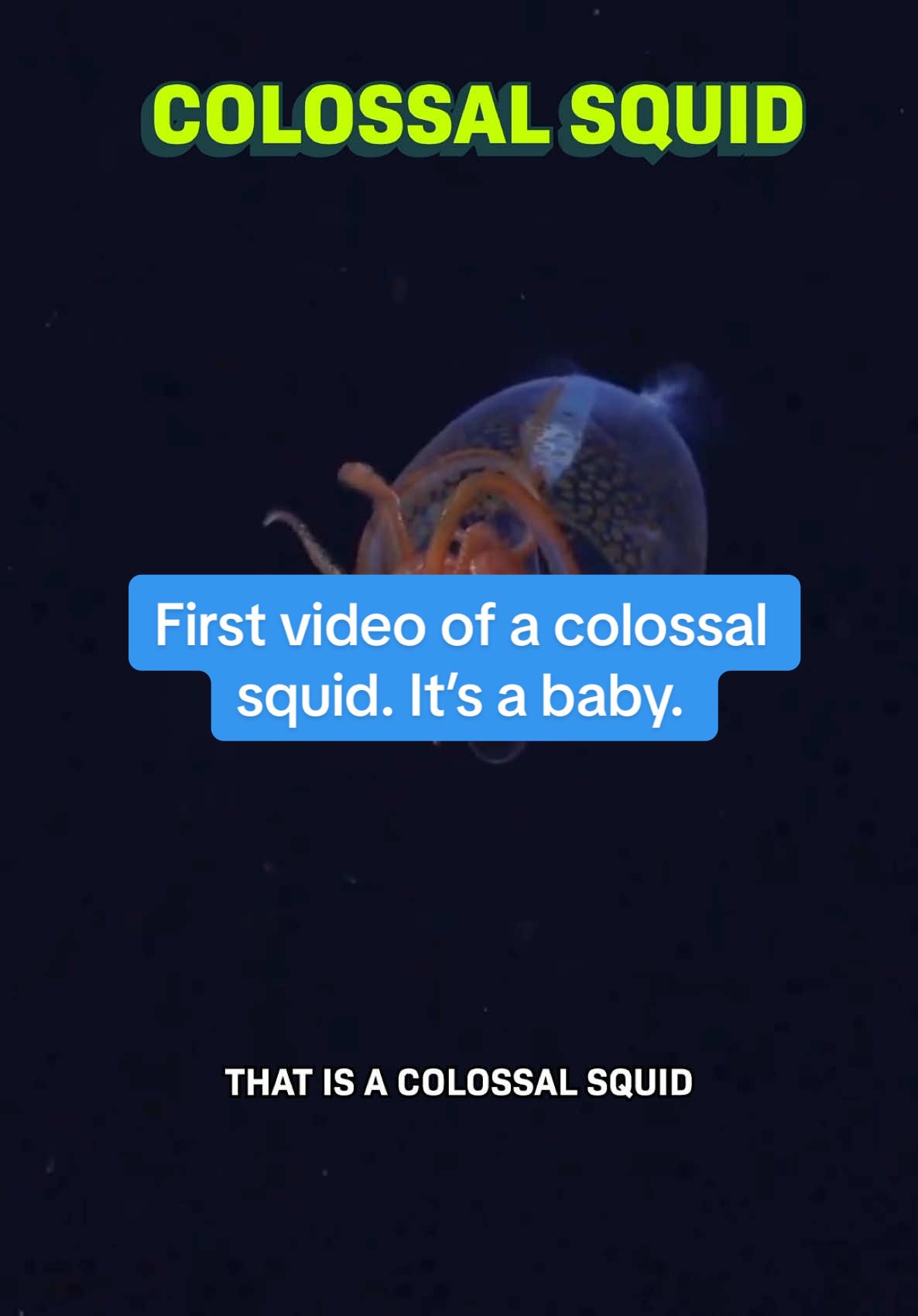 This is the first time we’ve ever caught this deep sea creature on camera... and it’s a BABY. It’s so cute! It’s a colossal squid. The baby is only about a third of a meter long but when it’s full grown it’ll be 7 meters. In the footage, you can see its organs inside its transparent body. But the red color on its arms tell us that it can likely switch between being transparent and opaque…  This first glimpse of the colossal squid in its natural habitat was captured by scientists onboard the Schmidt Ocean Institute research vessel Falkor using a remotely operated deep sea vehicle - tech that’s gotten a lot better in recent years.  We hope it will teach us about how amazing creatures like this really behave in the wild. For more optimistic science and tech, follow for Huge If True.  #tech #stem #ocean #deepocean #deepsea #animation #science
